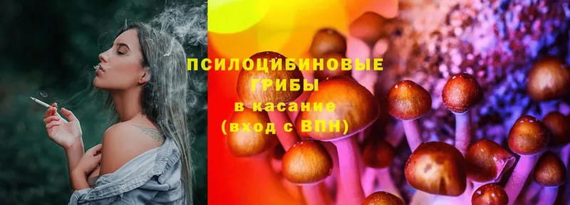 дарнет шоп  Дятьково  Псилоцибиновые грибы Cubensis 